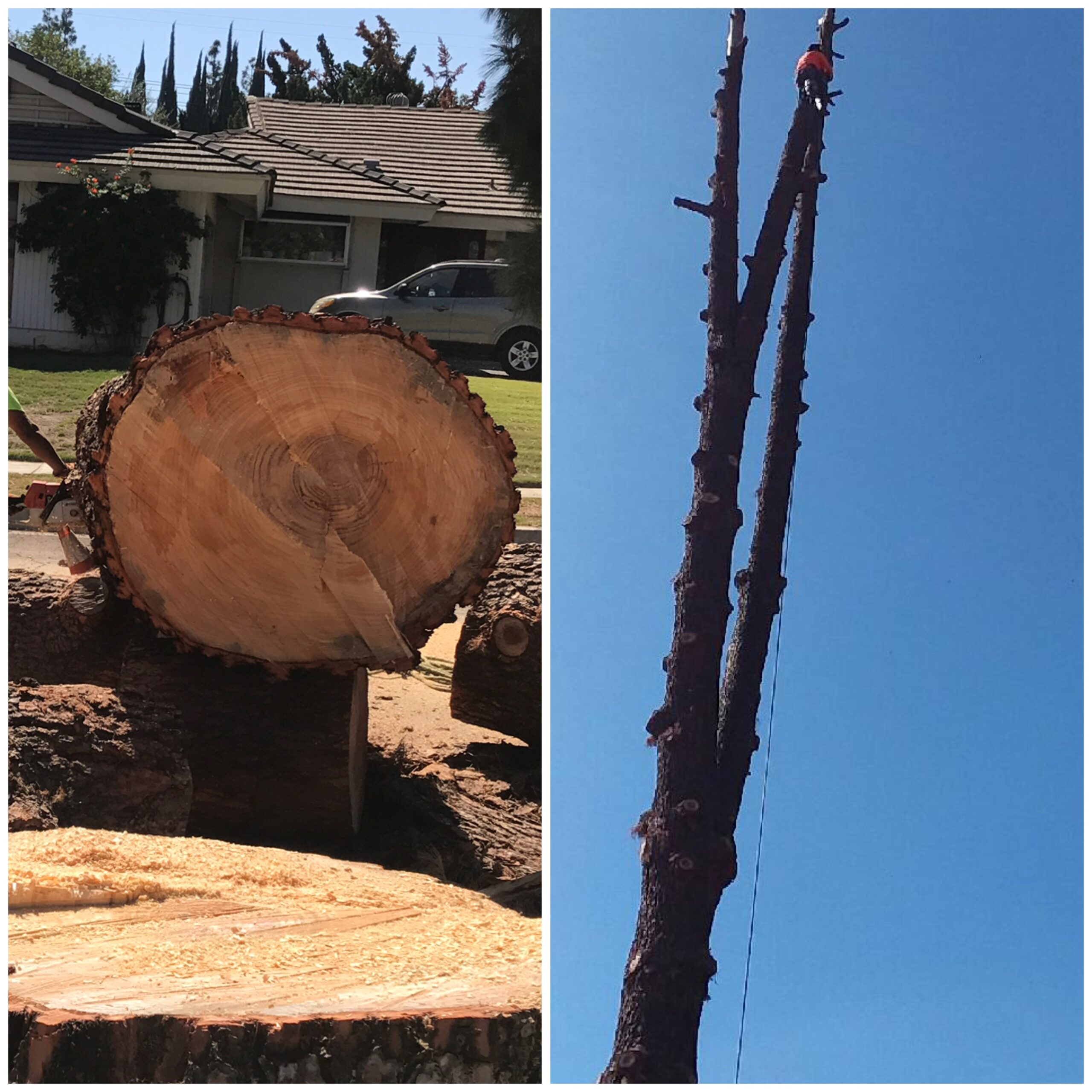 Father & Son Tree Service4